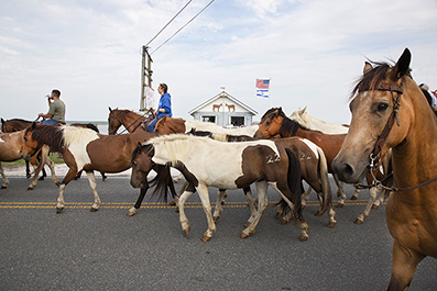 Chincoteague Wild Ponies : Personal Photo Projects : Photos : Richard Moore : Photographer